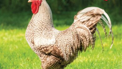 Extremely Fowl Calendar 2027