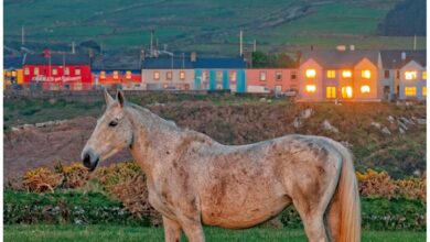 Irish Creatures Great & Small Mini Calendar 2027