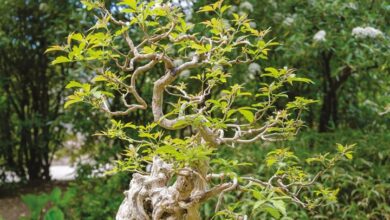 Bonsai Calendar 2027