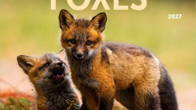 Foxes Calendar 2027