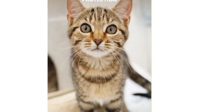 Cats Protection Slim Diary 2027