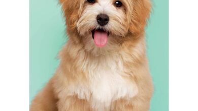 Puppies A5 Diary 2027