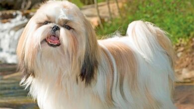 Shih Tzus Calendar 2027